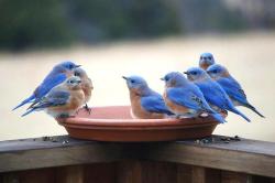 bird bath gang...cute