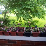 2012-Patio-Garden-Spring-150x150