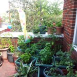 Patio-Gardening-2012-150x150