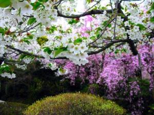 Spring purple and white blooming trees
