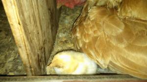 ResizedImage951371524038837